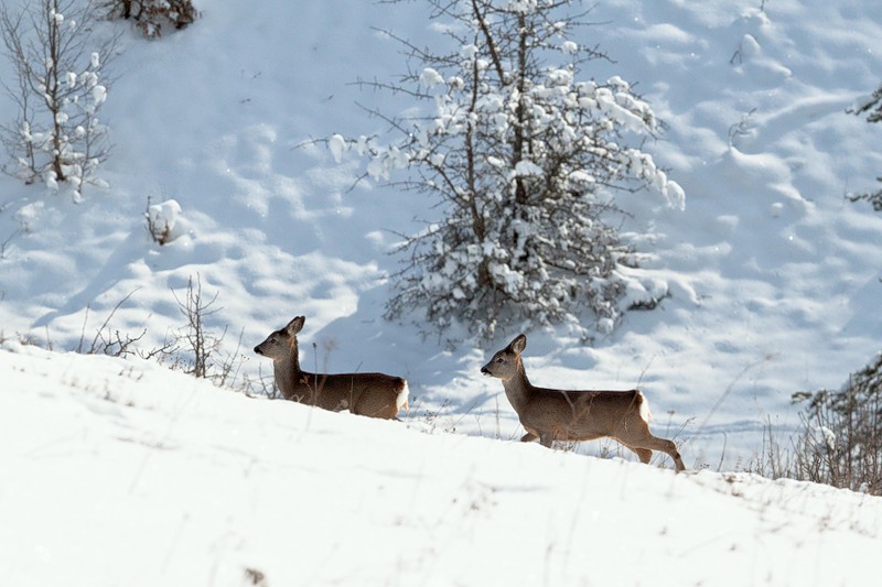 Незаконная охота в Оренбуржье: сколько стоит стать браконьером?